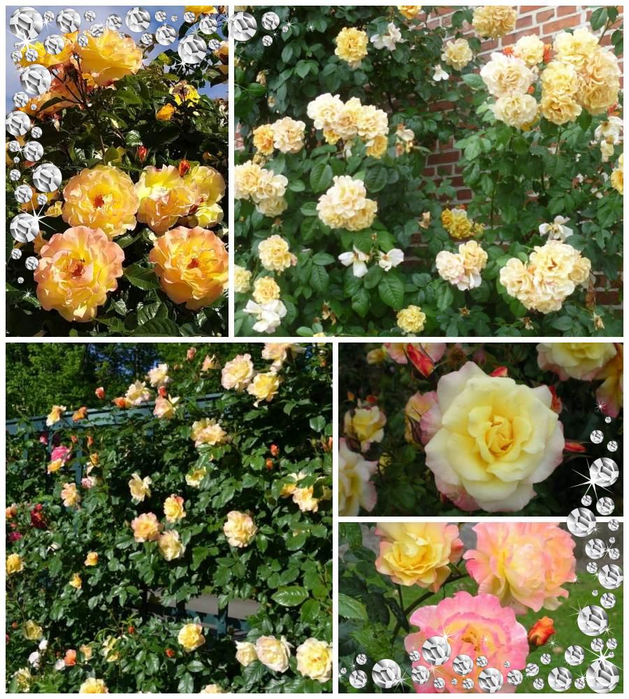 Moonlight róże pnące